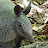 @amarillo-armadillo