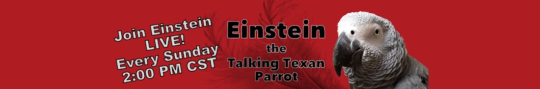 Einstein Parrot YouTube channel avatar