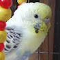 Flock of Feather YouTube Profile Photo