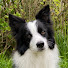 fEk9Hu0tf8k-channel-avatar-Rory the Quirky Border Collie Tricks