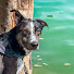 wh95pj3i5fQ-channel-avatar-Atlas The Nomadic Dog