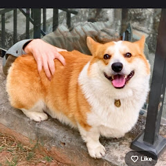WiggleWoofs