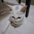 t0BFV8tctOE-channel-avatar-Cute cats  3