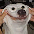 xQEzz0uMSmM-channel-avatar-The Dog Joke Channel