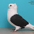 BL-BFsbRNg4-channel-avatar-Pigeon Hobby
