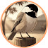 SCeDzge4QRQ-channel-avatar-Mindful Yard Birds