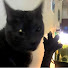 dmqpwtcyuBA-channel-avatar-YouCatSeeMe