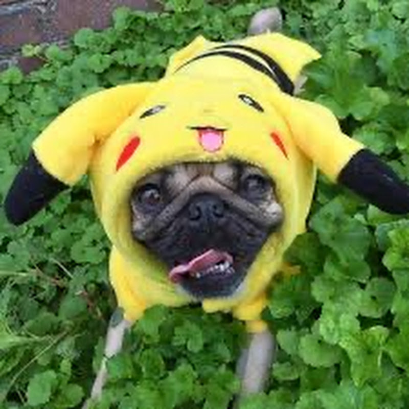 PokemonPug