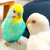 ピー助ちゃんねる