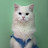 @toufeeqshaiqKT's avatar