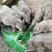 Keo forest farm
