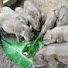 zzaU5hURCUw-channel-avatar-Keo forest farm
