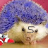 RQiI-HqrtZo-channel-avatar-Lilsonic5