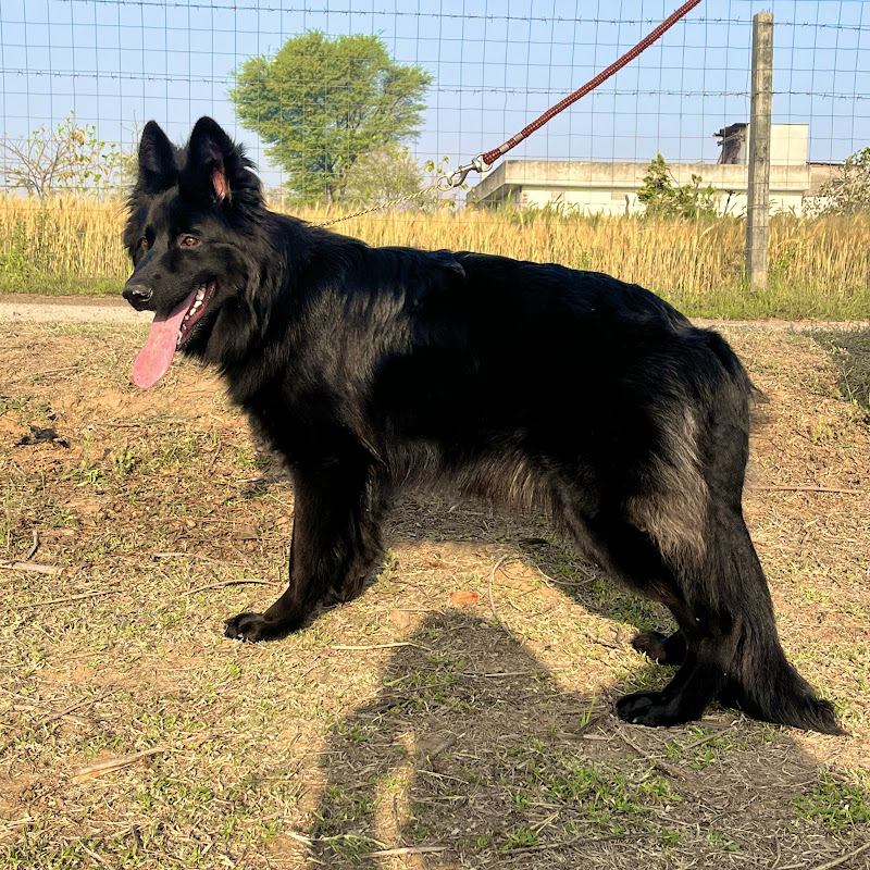 Gsddogshorts