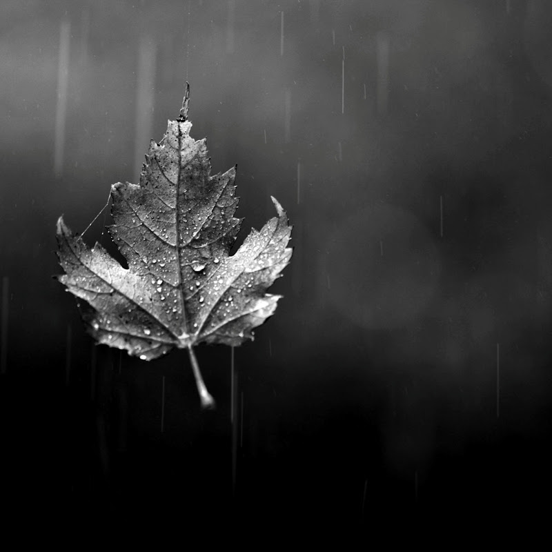 Sultan J Kuwait | سلطان الكويت