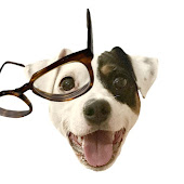 introvert & dog
