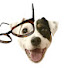 Wq9HIQftVbU-channel-avatar-introvert & dog