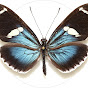 Miniature