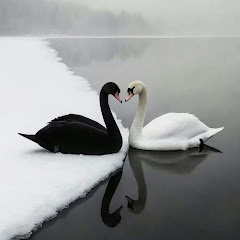 Swan_dance 