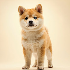 敢敢LETSGO