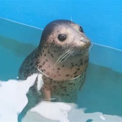 カピバラ（本物）