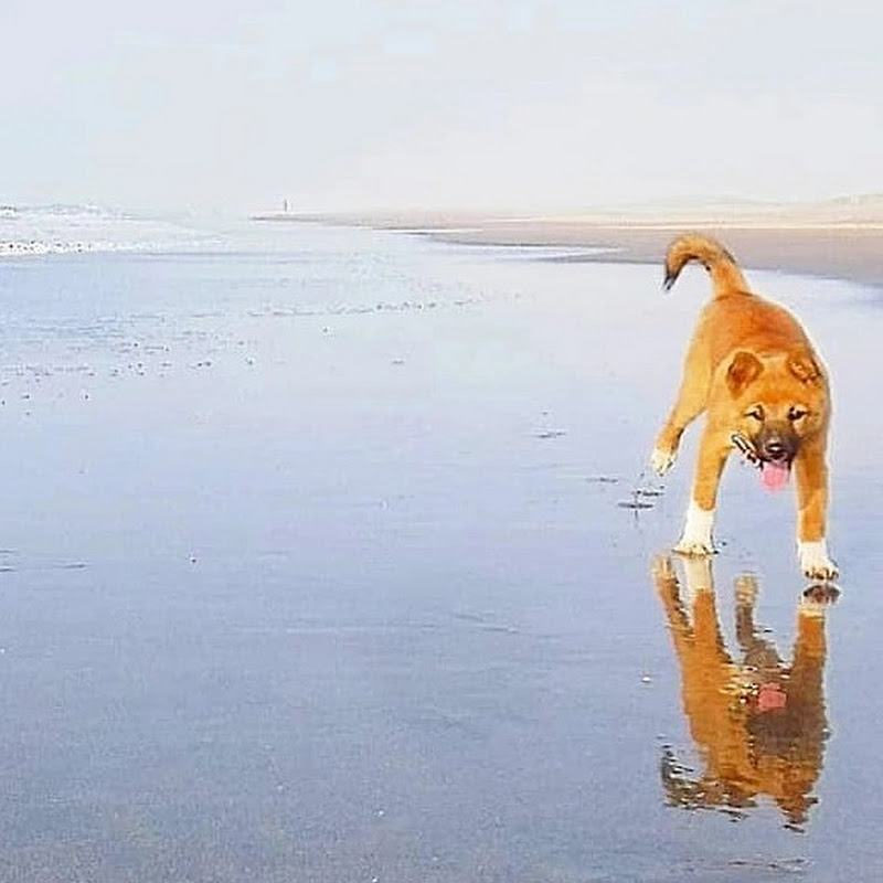 海辺の犬。