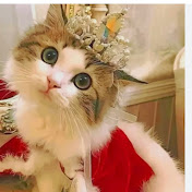 Princess cat 👑