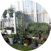 Container Vegetable Gardening UK 