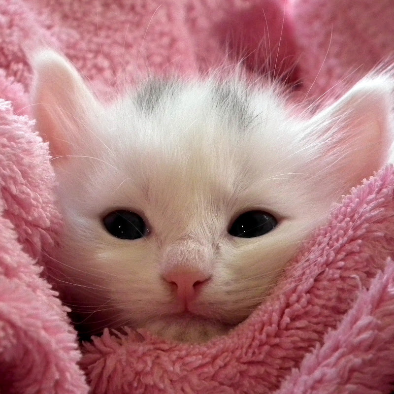 cute kittens