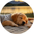 bgYbmZTMxQU-channel-avatar-Calming Dog Music