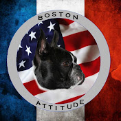 Boston Terrier France