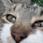 @Wolfie000 Avatar