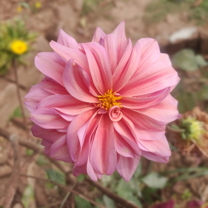 Gardening with Engineer