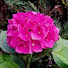 pAjPRjjidLA-channel-avatar-FLOR  AÇORIANA