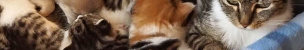 Cat Standard YouTube channel avatar