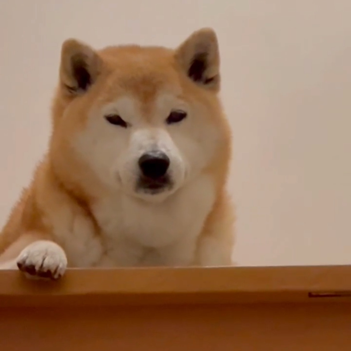 柴犬くん☆骨 YouTube
