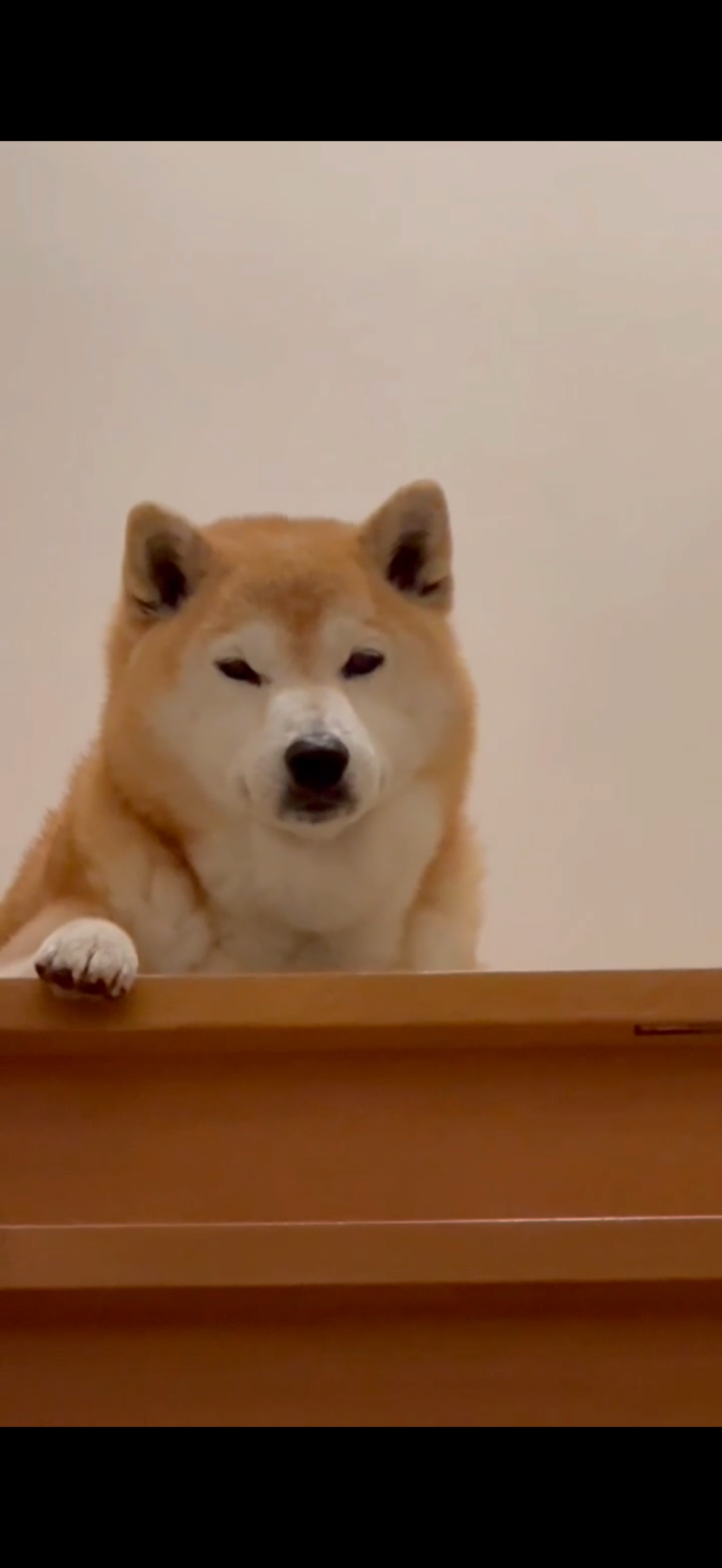 NO61 冬でも元気❤️柴犬ちゃんᒼᑋªⁿ❤︎* YouTube