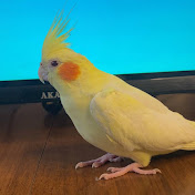 Parrot Kiko