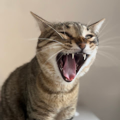 CatNeo