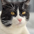 ql6yWEuFDC4-channel-avatar-PetPet Overload