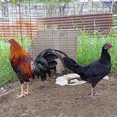 SABUNGERONG MARANGAL