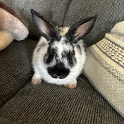 Bunny lover 234