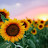 @sunflowermulti-purposeco-o4273
