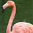@Flamingo1656