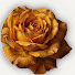 oQyxagv5NHM-channel-avatar-Digital Bloom Studio