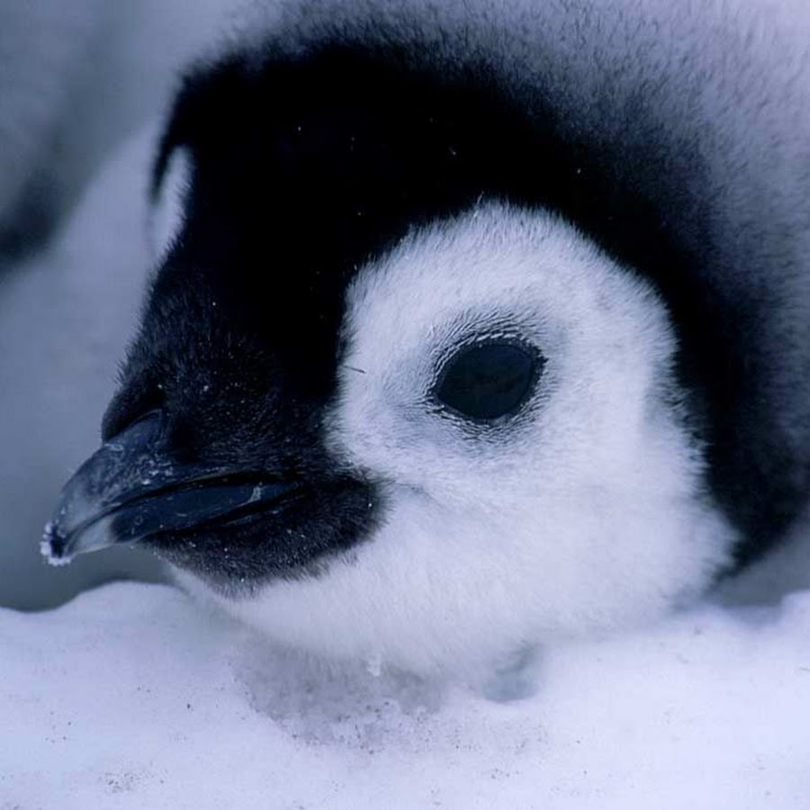 Императорский Пингвин детеныш. Птенец пингвина. Маленький Пингвин. Пингвины маленькие милые.