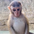 NpVKRCbrbZM-channel-avatar-Monkey cici