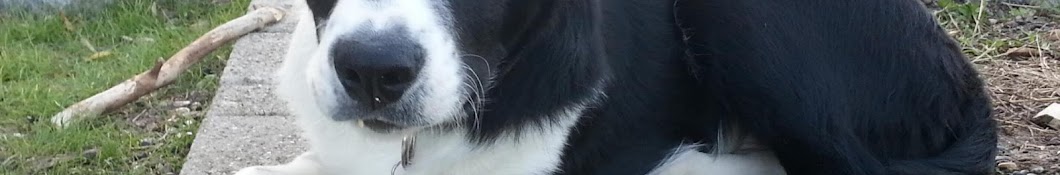 igor the collie Аватар канала YouTube