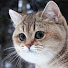 NkBaaWG9ODw-channel-avatar-KOTO