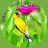 Attia plants and birds info